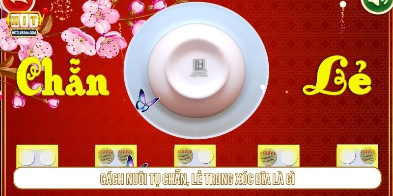 Cách nuôi tụ chẵn, lẻ trong xóc đĩa là gì