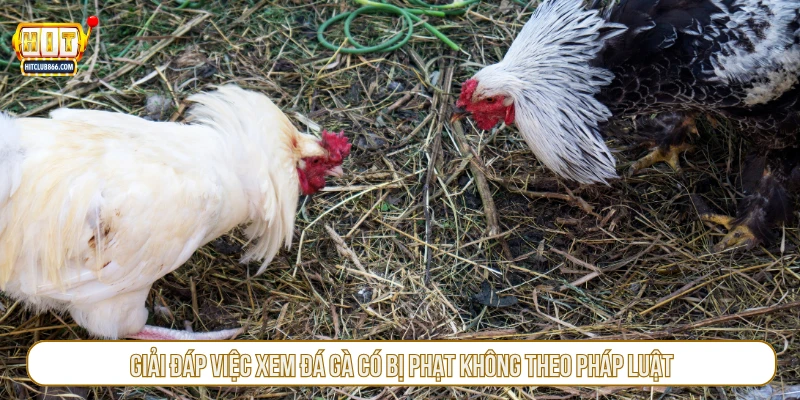 Giải đáp việc xem đá gà có bị phạt không theo pháp luật