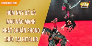 hôm nay đá gà màu nào mạnh