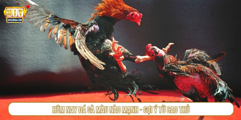 Hôm nay đá gà màu nào mạnh - Gợi ý từ cao thủ