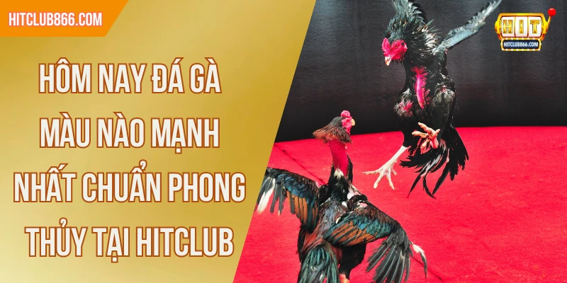 hôm nay đá gà màu nào mạnh