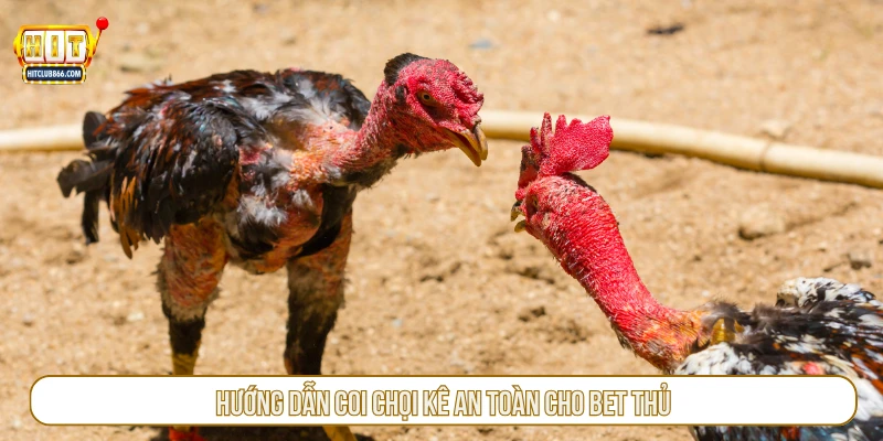 Hướng dẫn coi chọi kê an toàn cho bet thủ
