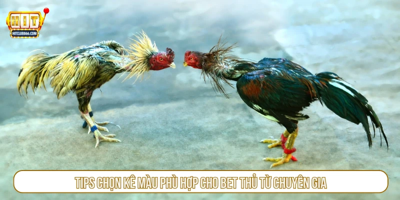 Tips chọn kê màu phù hợp cho bet thủ từ chuyên gia