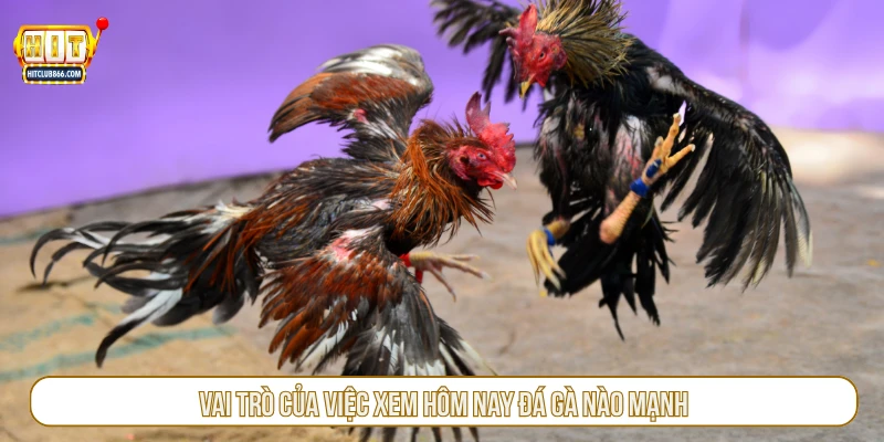 Vai trò của việc xem hôm nay đá gà nào mạnh