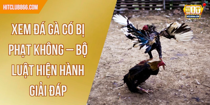 Xem đá gà có bị phạt không